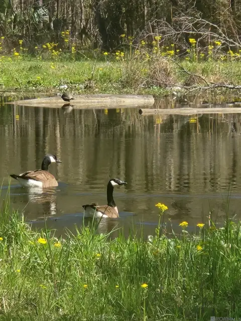 Land with Pond in Walker