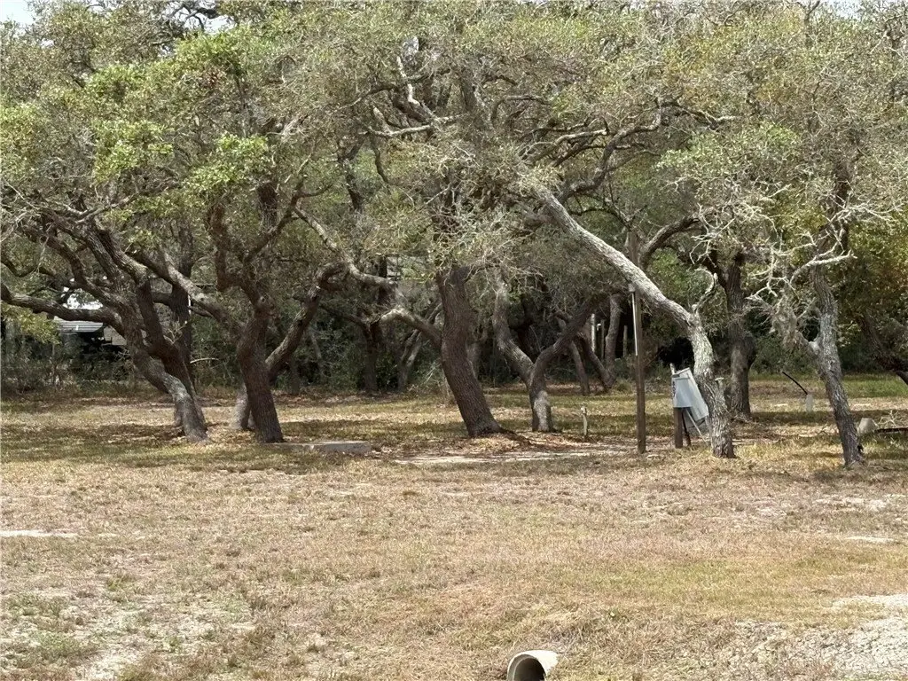 Picture 5