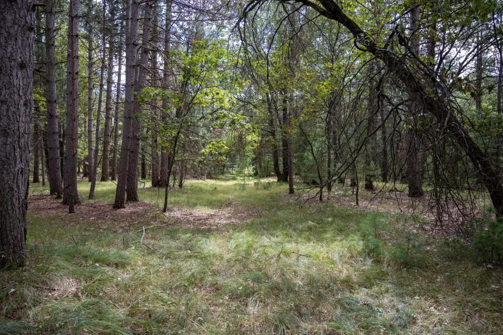 Picture 31