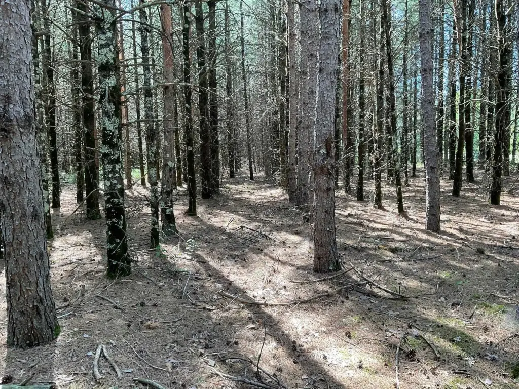 Picture 4