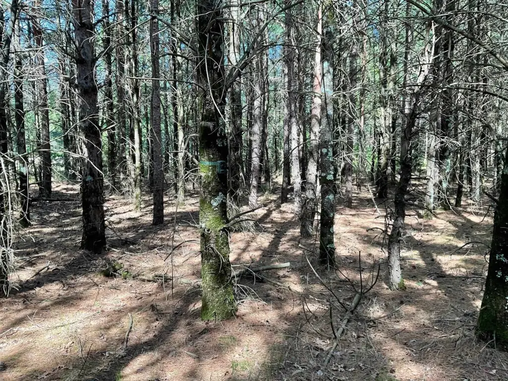 Picture 5