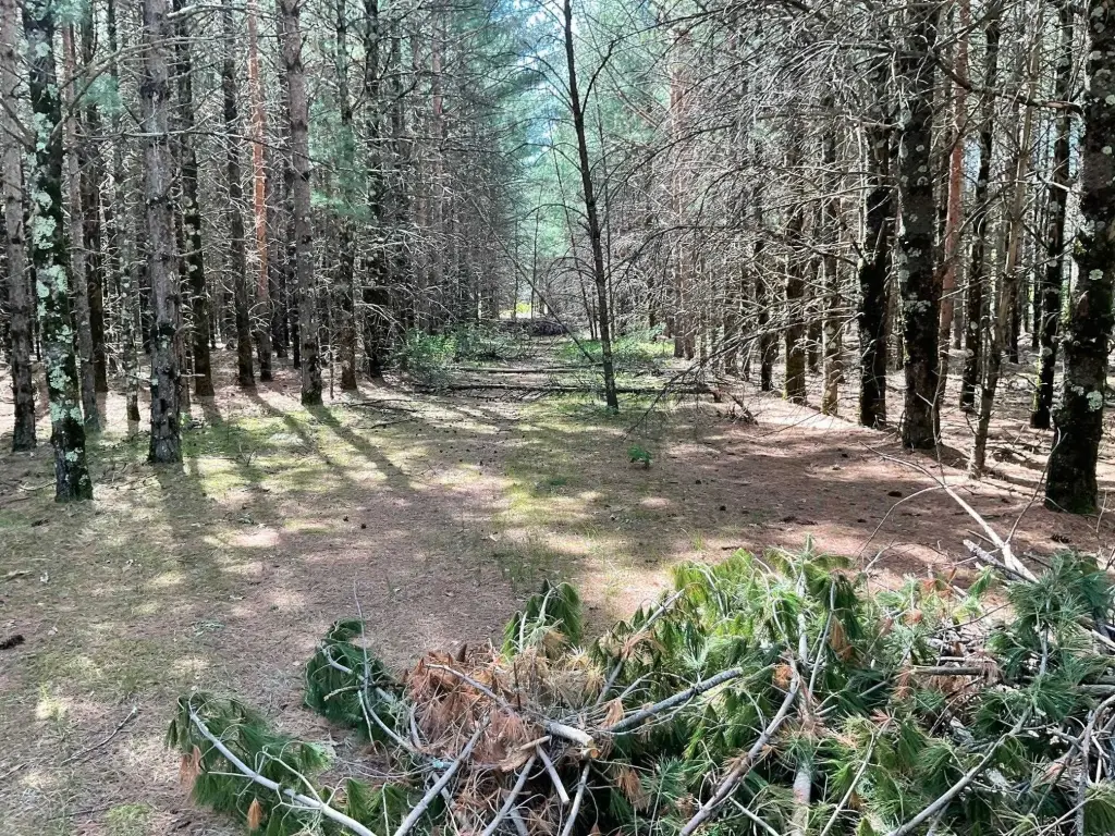 Picture 7