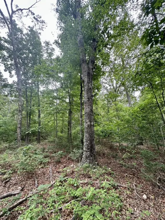 Picture 18