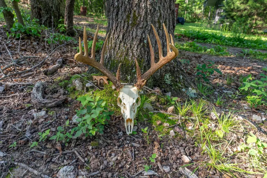 Picture 45
