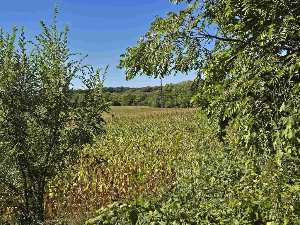 Picture 25
