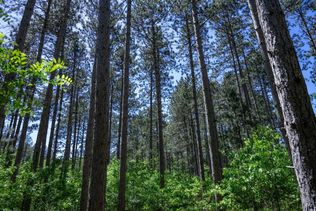 Picture 6