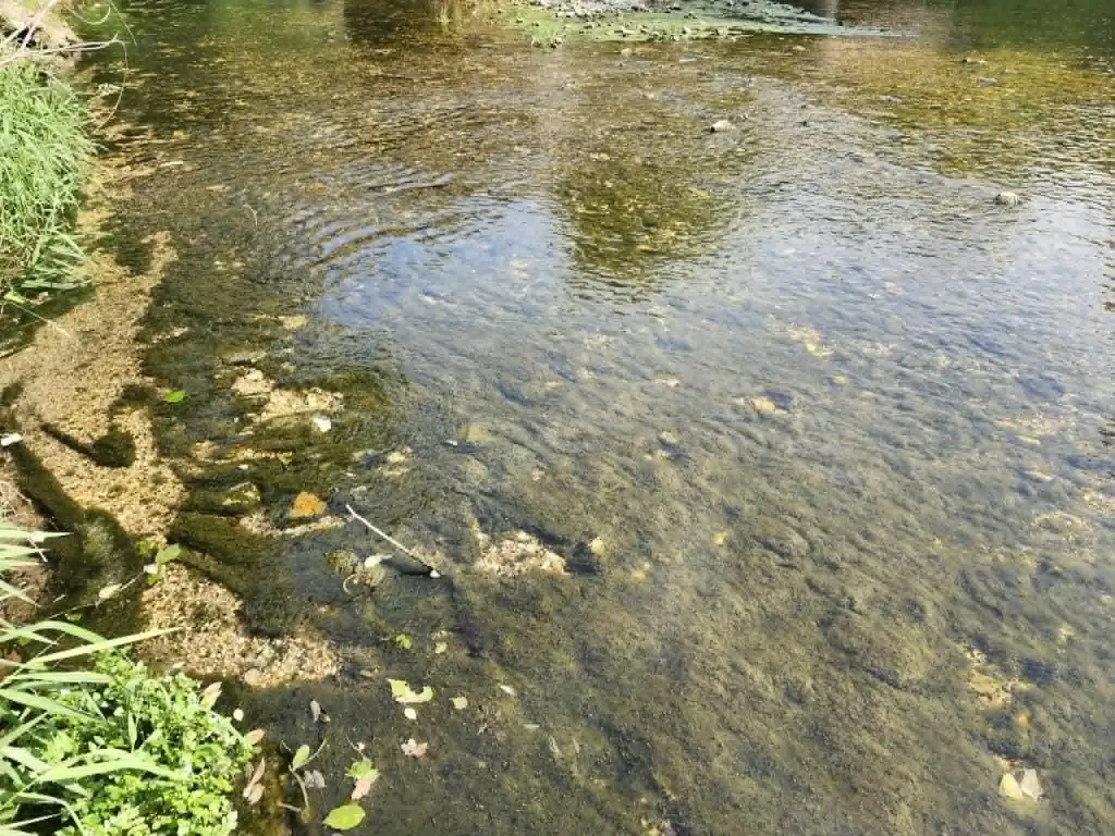 Picture 5