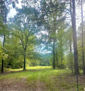 Dora, AL Wooded Acreage