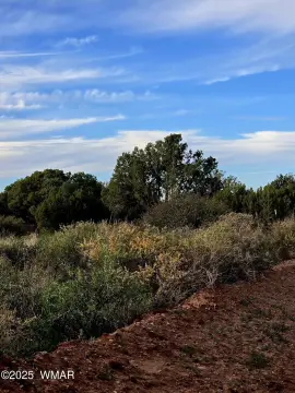 Land with Juniper Trees