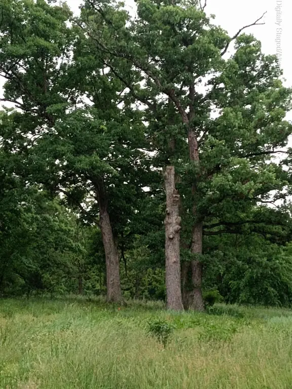 Picture 15
