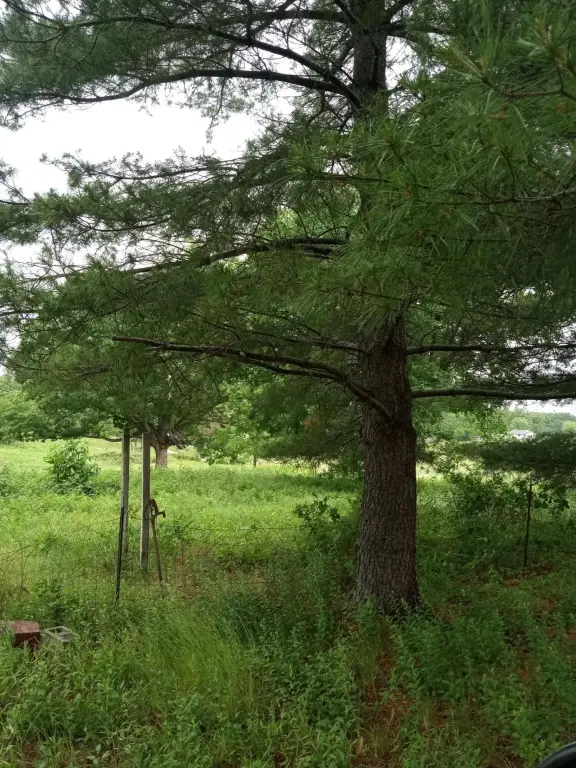 Picture 18