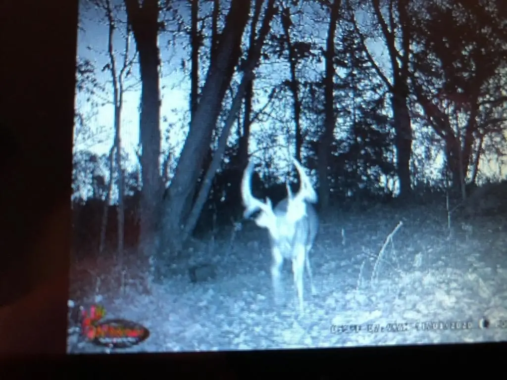 Picture 5
