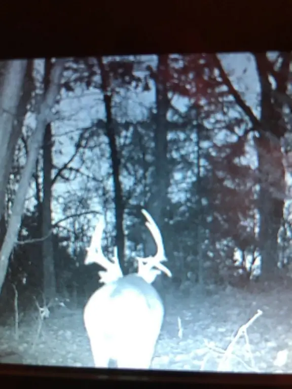 Picture 13
