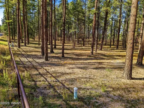 Forested Land in Alpine, Arizona
