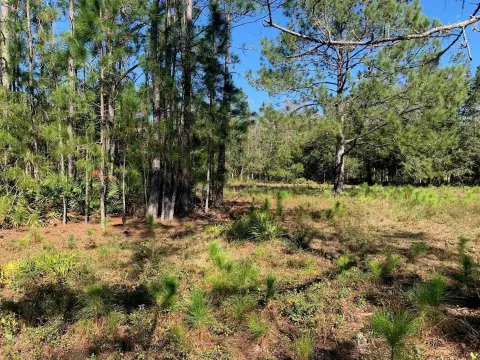 Selectively Cleared Recreation Land