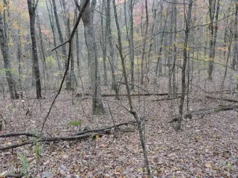 43 Acres of Wooded Land