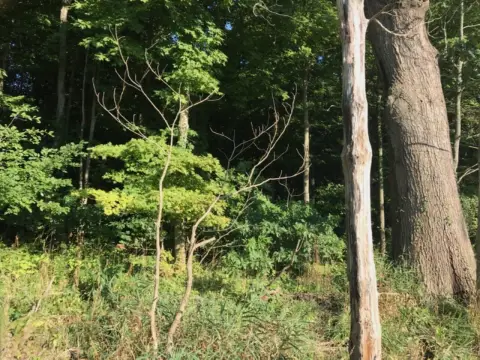 Timbered Hunting Land