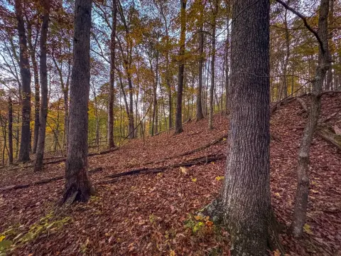 43 Acres of Wooded Land