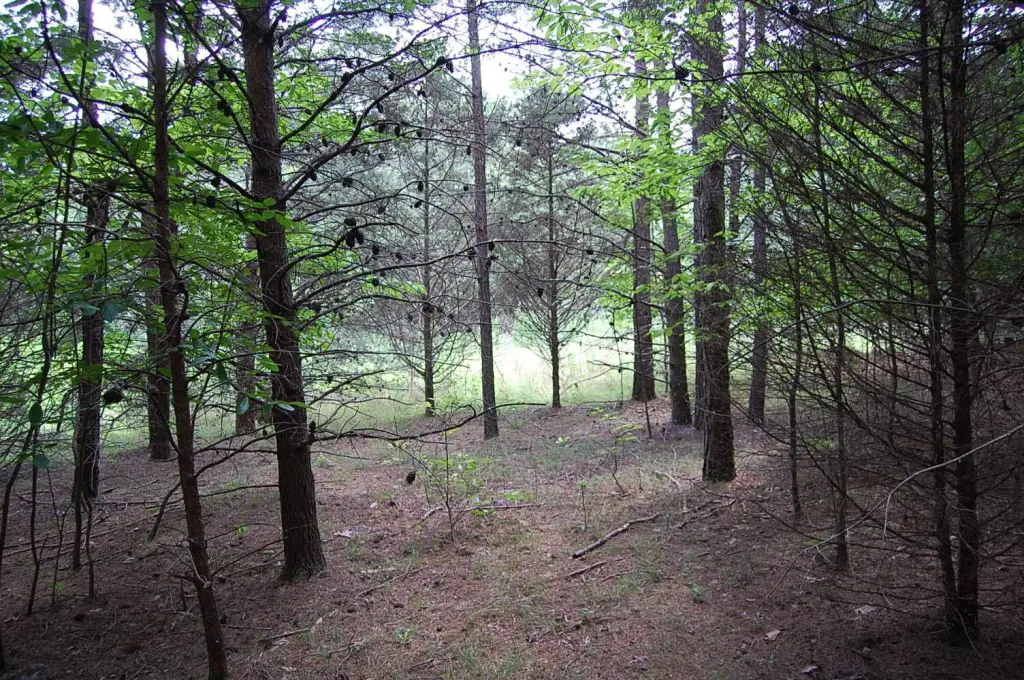 Picture 5