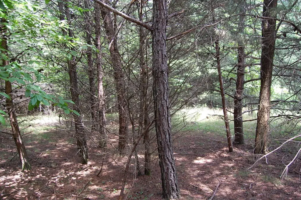 Picture 7