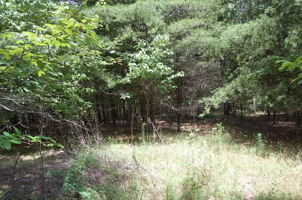 Picture 8