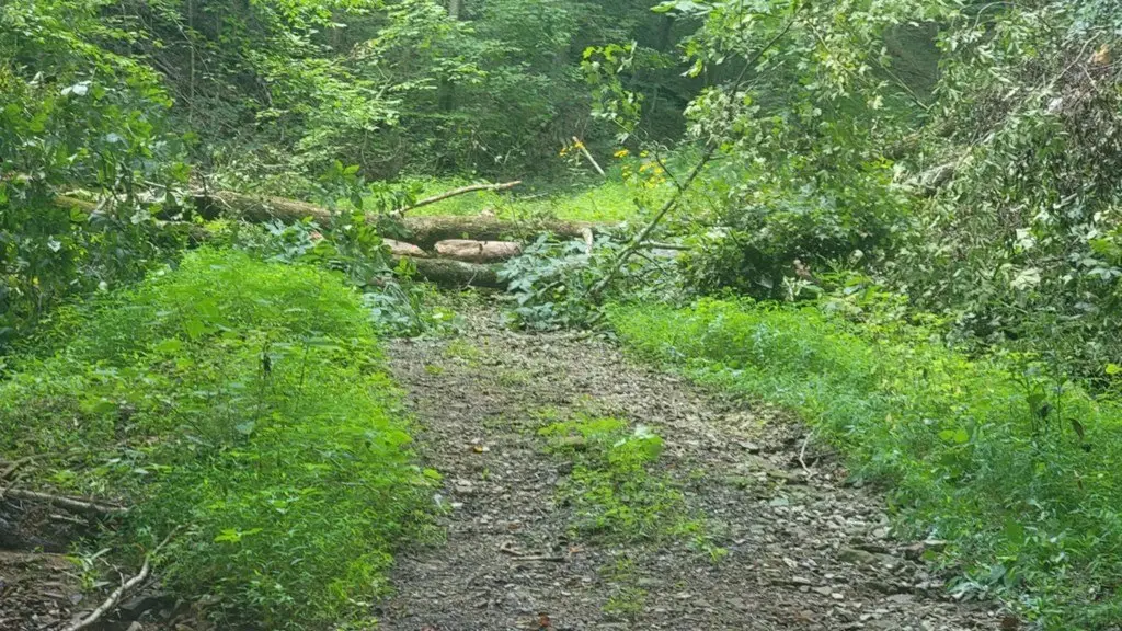Picture 4