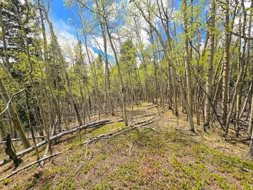 Picture 9