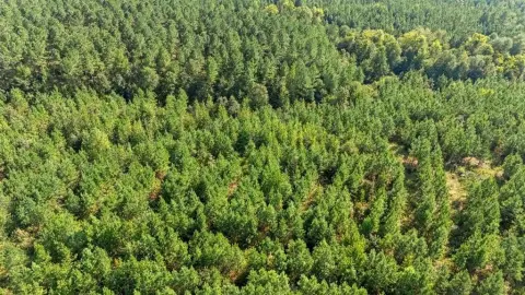 Wooded Lot in Hochatown