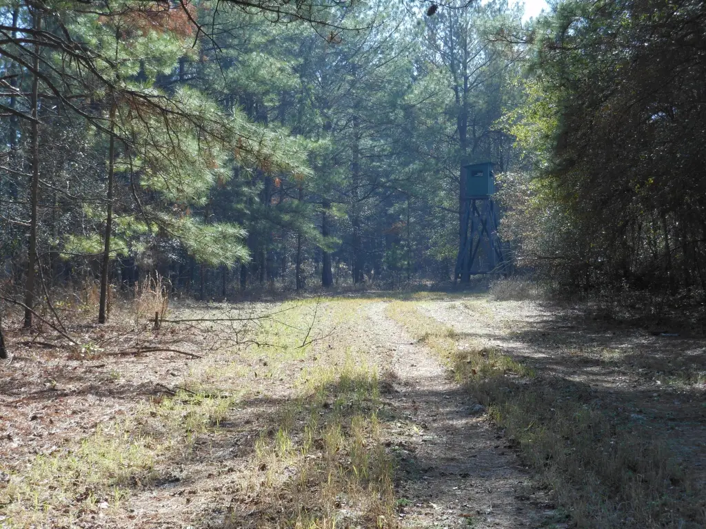 Picture 45