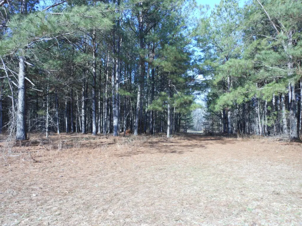 Picture 39