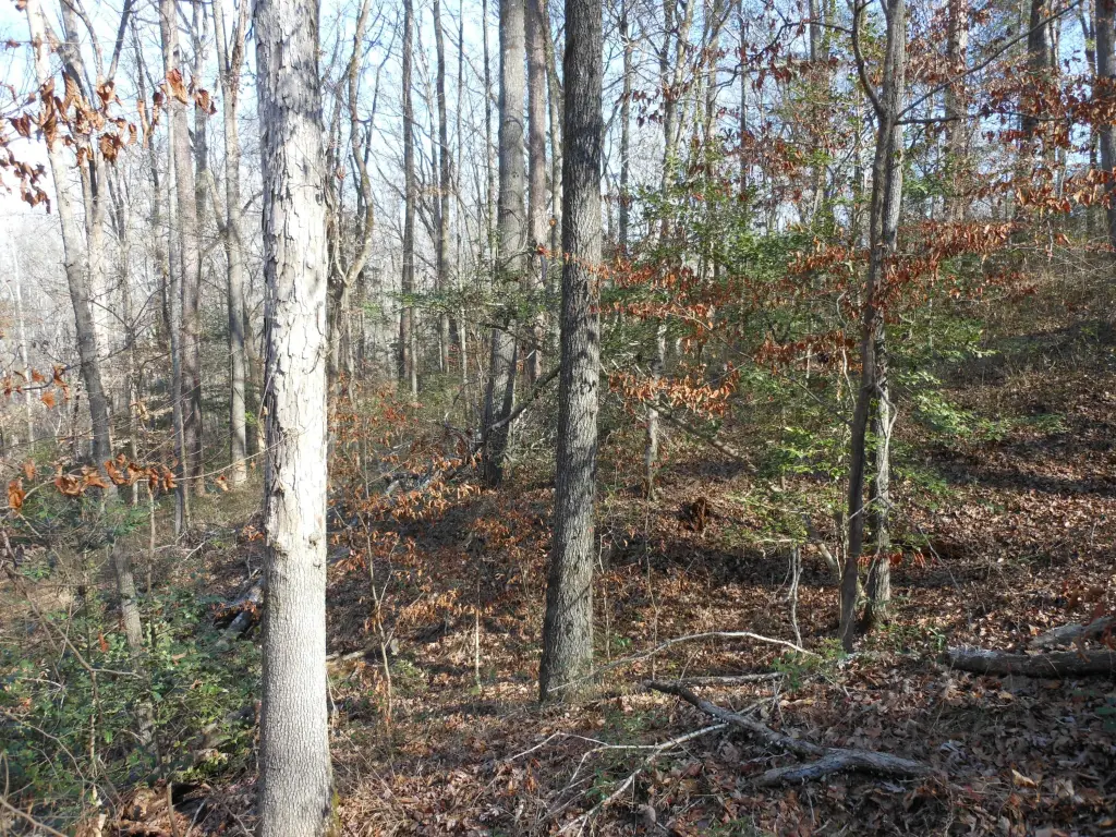 Picture 43