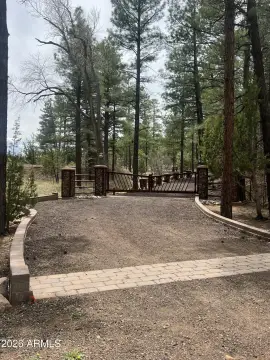 Land with Established Pine Trees