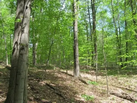 Heavily Wooded 17+ Acre Land