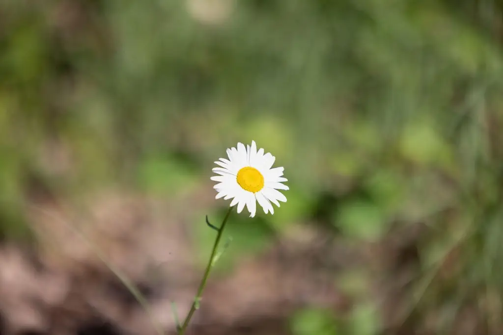 Picture 55