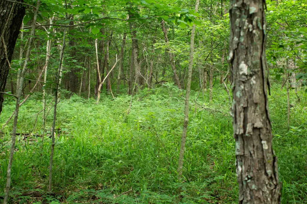 Picture 36
