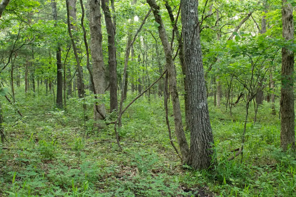 Picture 21