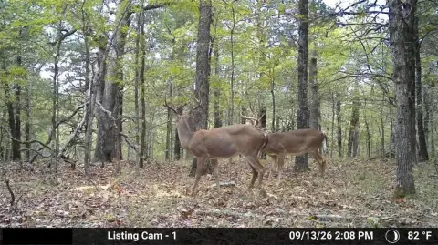 Hunting Land with Build Site