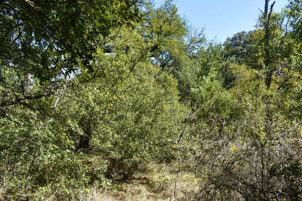 Picture 15