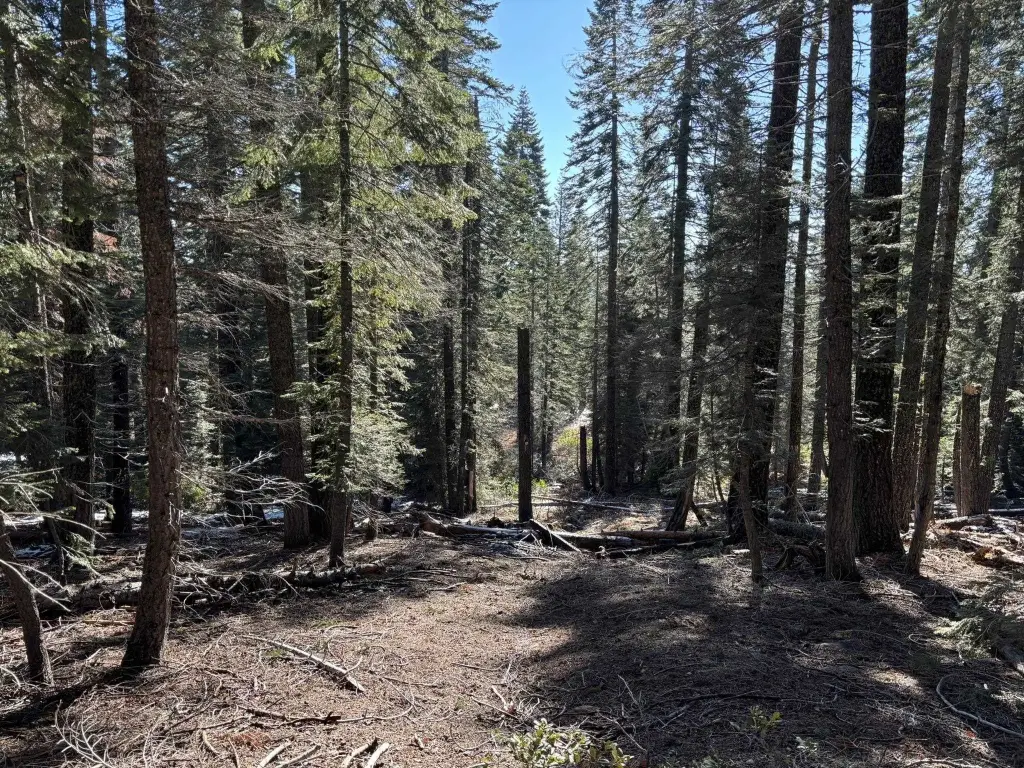 Picture 29