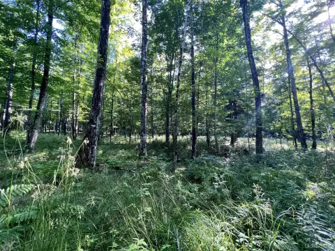 Woodland Property in Skanee, Michigan