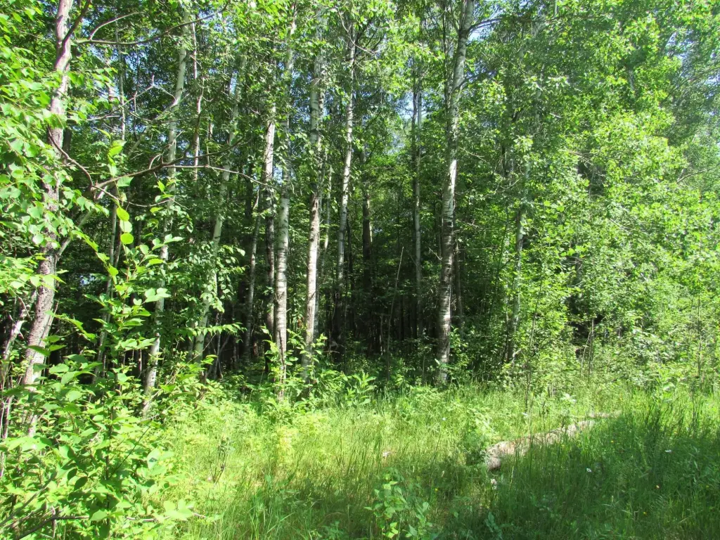 Picture 17
