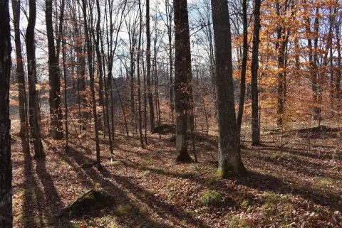 Athelstane Vacant Land For Sale