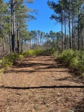 Unrestricted Land in Northport, Alabama