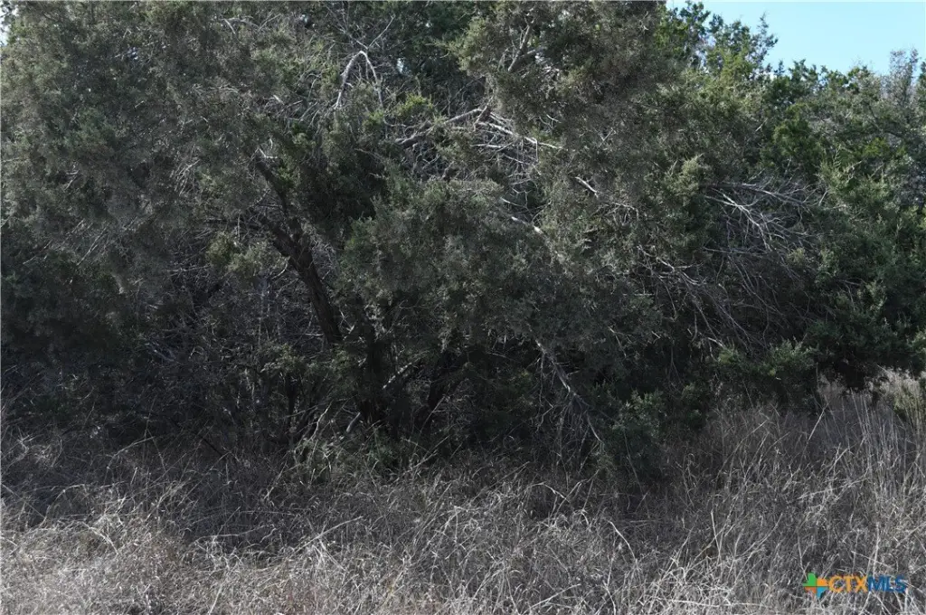 Picture 18