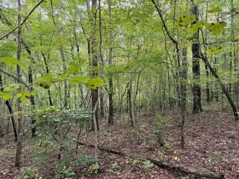 4.2 Acre Wooded Land