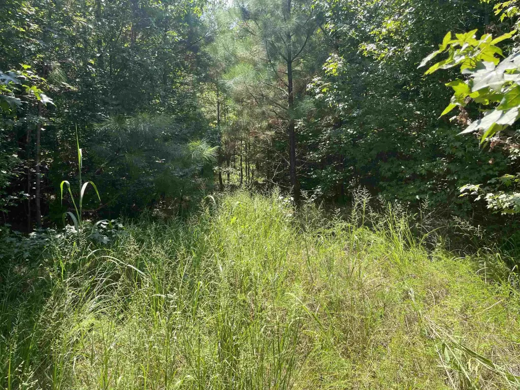 Picture 15