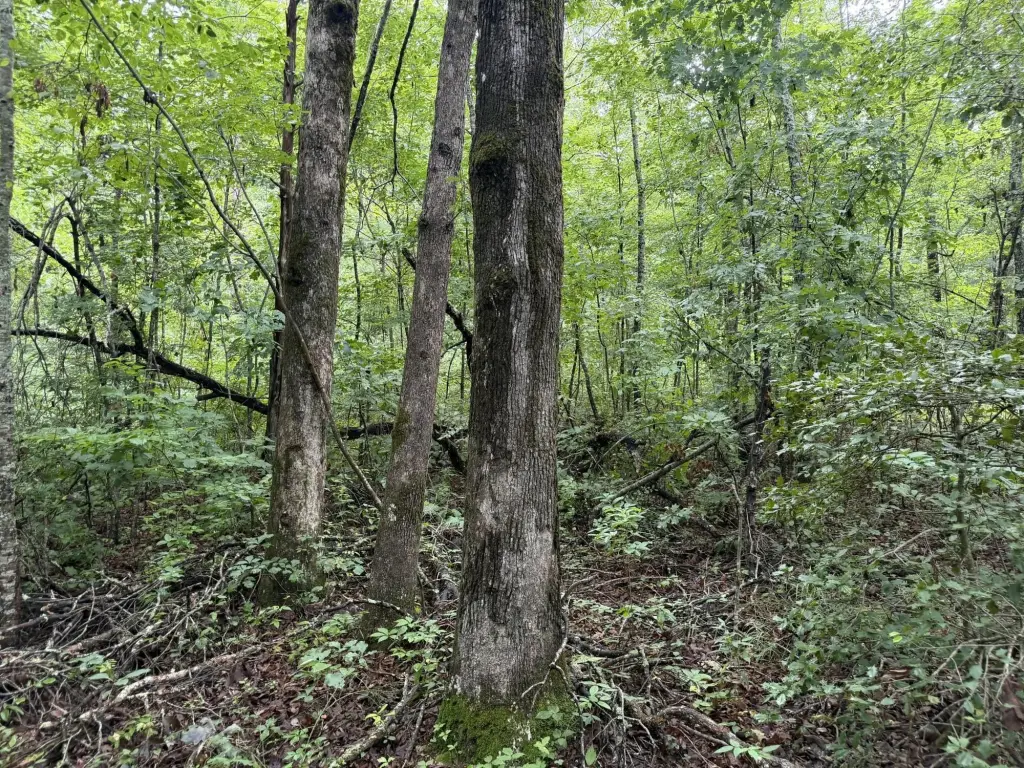 Picture 17
