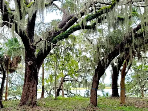 Waterfront Land on Polawana Island