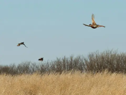 Turnkey Kansas Hunting Destination