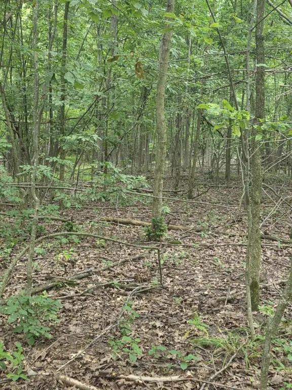Picture 15